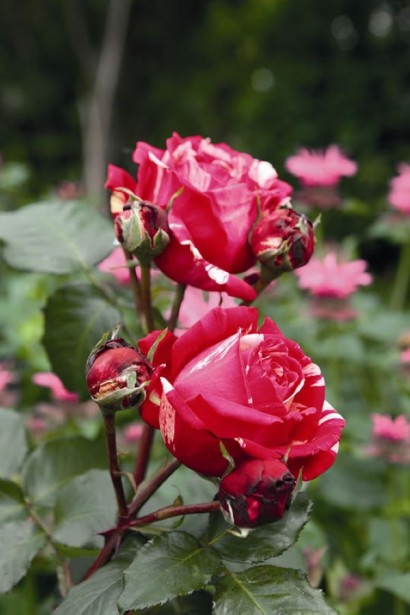 Роза чайно-гибридная Бест Импрешн